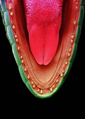 Jaw of a gecko