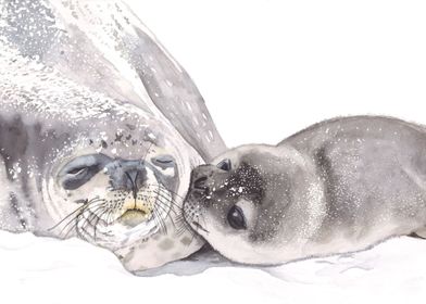 Harbour Seal Watercolor