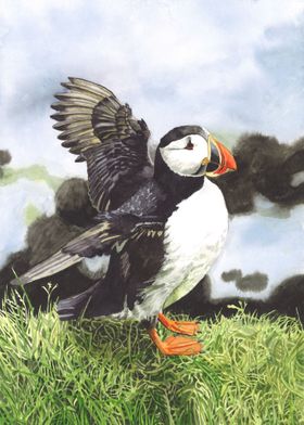 Puffin Watercolor