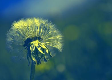 Dandelion Floral