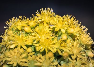 Wet Yellow flowers