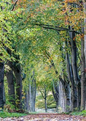 Autumn path