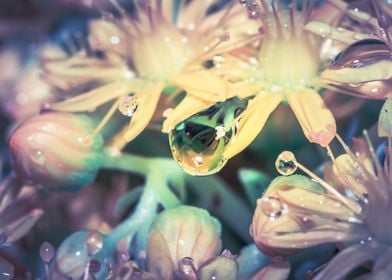 Wet Yellow flowers