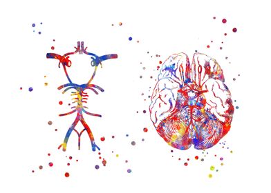 Circle Of Willis 