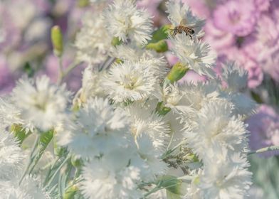 Cloves Flowers