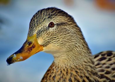 Cute Wild Duck