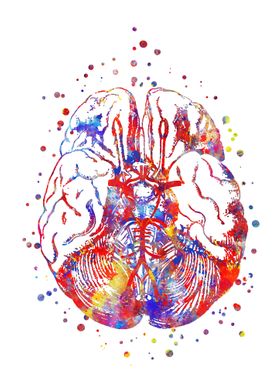 Circle Of Willis 