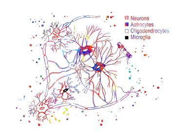 Cortical pyramidal cells 