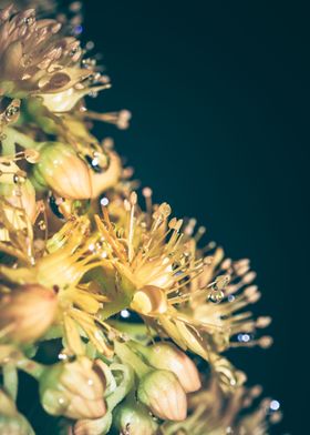 Wet Yellow flowers