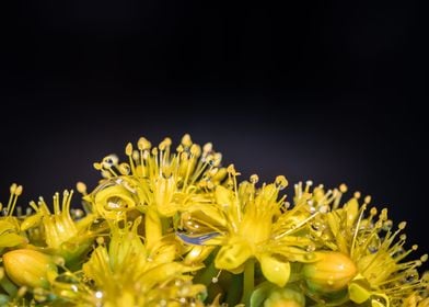 Wet Yellow flowers