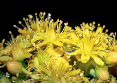 Wet Yellow flowers