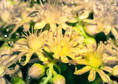 Wet Yellow flowers