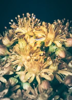 Wet Yellow flowers