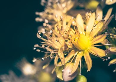 Wet Yellow flowers