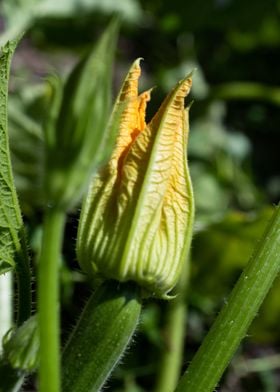 fleur de courgette 