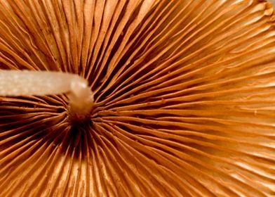 Underside of mushroom