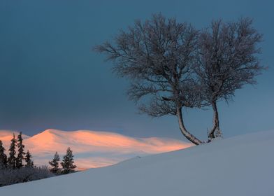 Birch trees at sunrise