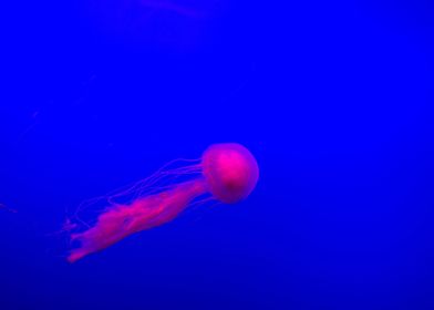Orbital Jellyfish