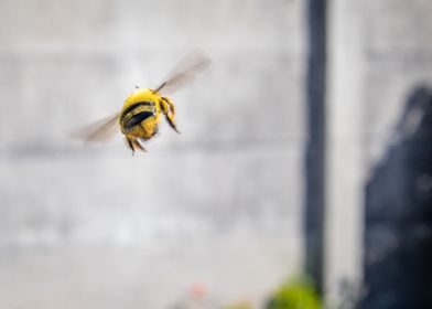 Carpenter bee flying