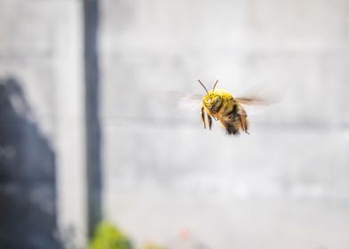 Carpenter bee flying