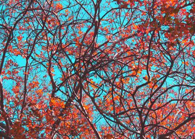 Colourful Branches