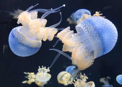 Dainty Jellyfish