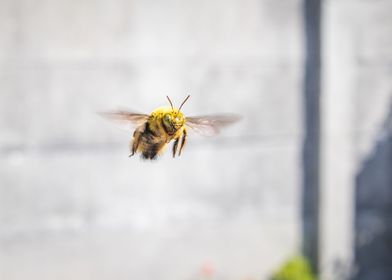 Carpenter bee flying