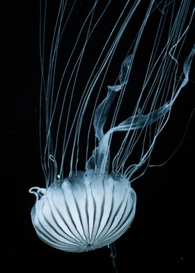 Stark Jellyfish