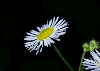 Daisy fleabane flower 