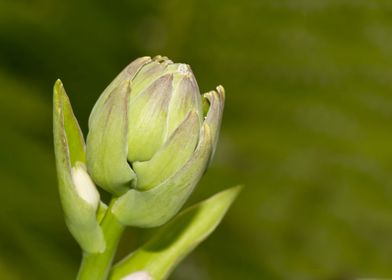 Hosta flower bud on green