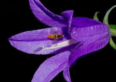 Purple foxglove flower