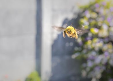 Carpenter bee flying