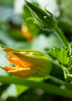 zucchini flower