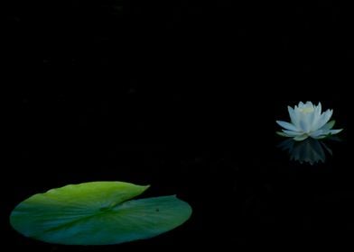 Water lily and lily pad