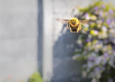 Carpenter bee flying