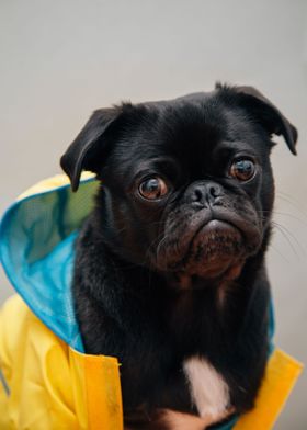 Pug Fashion Yellow