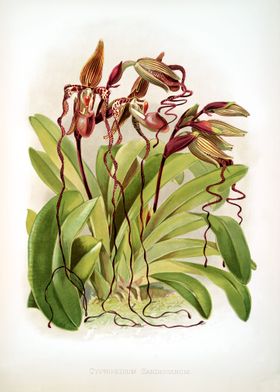 Terrestrial Brown Orchid