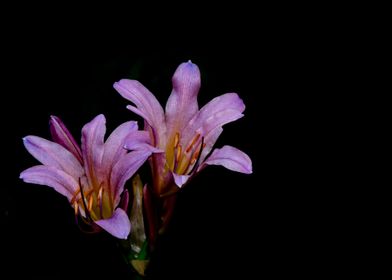 Purple lilies closeup