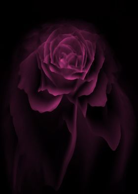 Pink rose