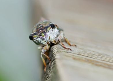 Cicada bug