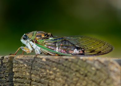 Portrait of a cicada