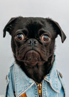 Pug Fashion Jacket