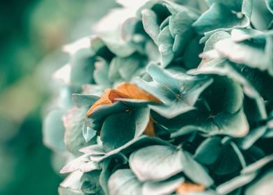 Teal Flowers