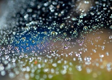 Droplets on web in color