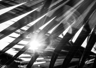 Sun flare Palm Leaf