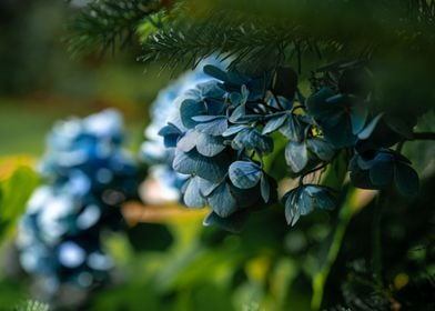 Forest Flowers