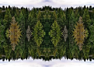 Mirrored pine forest photo