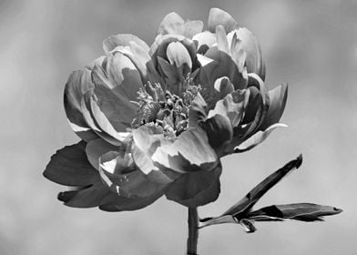 Monochrome peony art