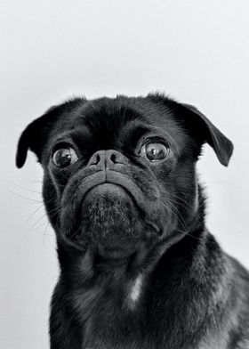 Pug Black