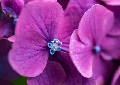 Abstract Magenta Flowers